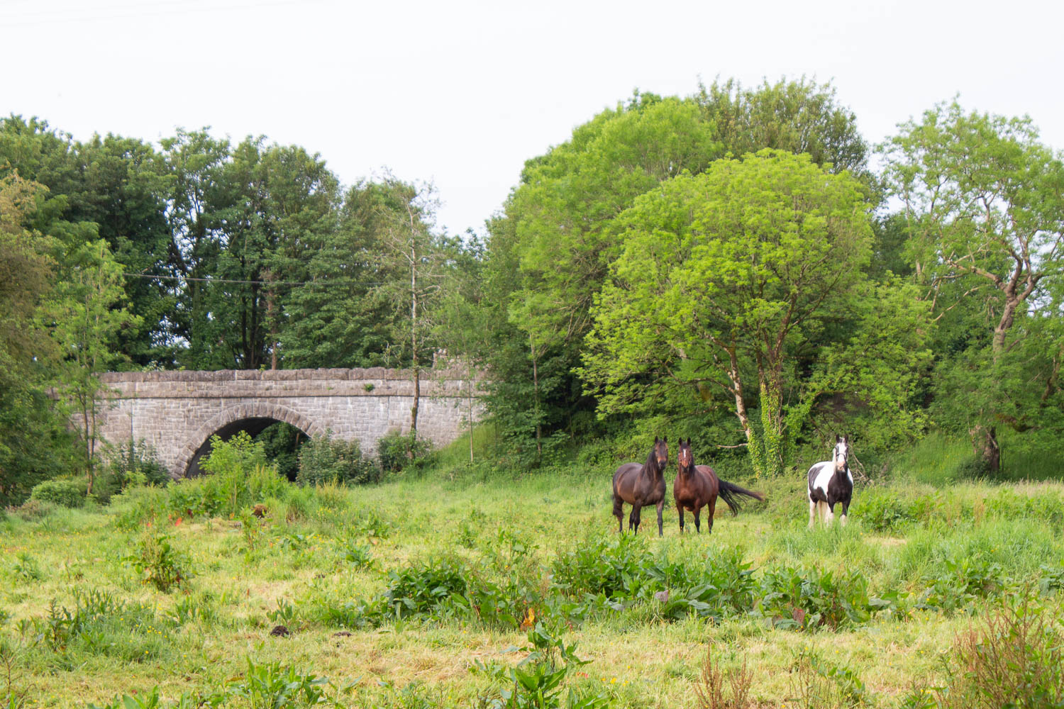 Horses in the front pasture